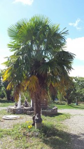 Palmboom van de douairiaire